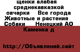 щенки алабая ( среднекавказкой овчарки) - Все города Животные и растения » Собаки   . Ненецкий АО,Каменка д.